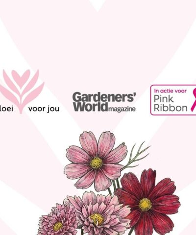 Thumbnail voor Nederland en Vlaanderen kleuren roze: ‘In bloei voor jou’